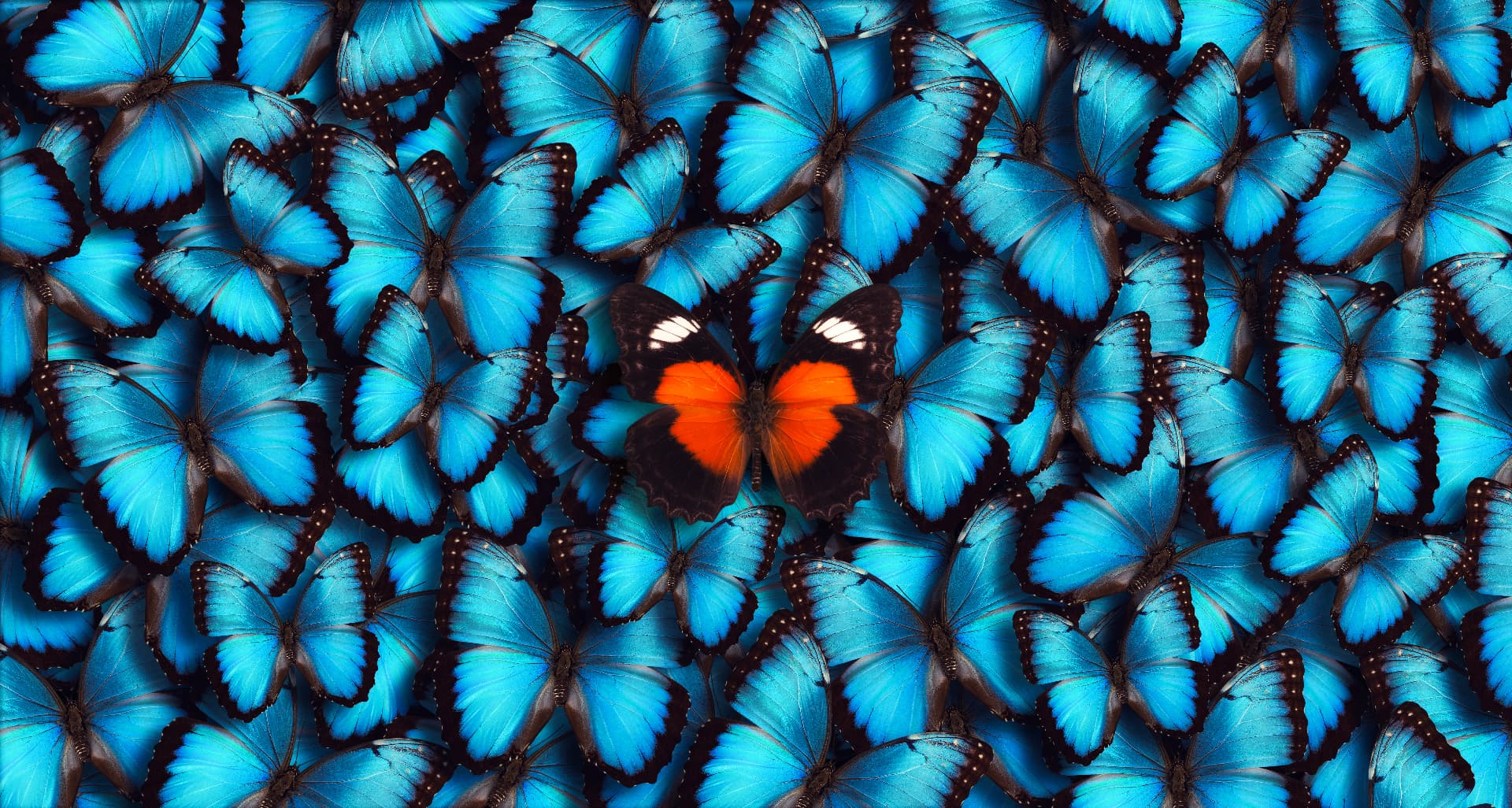 Eén oranje vlinder tussen vele blauwe vlinders